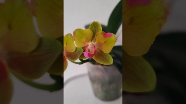 Орхидея от садовника SON YA ORCHIDS D-38