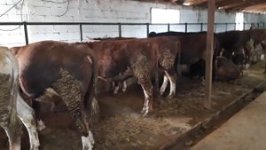 Откорм быков 2021г выгоден? цена на кормовые 2021г.fattening bulls