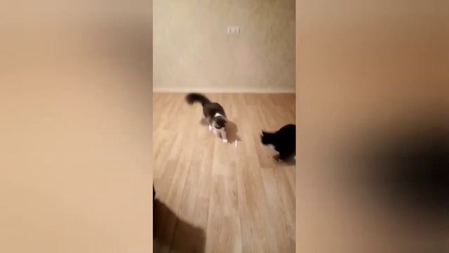 Тайная Жизнь домашних животных #cat #cats #catlover #catvideos #catlovers #catsofinstagr