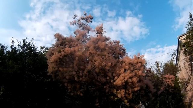 Пушистое дерево смотреть онлайн