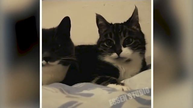 20 МИНУТ СМЕХА ДО СЛЁЗ #2 ржака угар ЛУЧШИЕ РУССКИЕ ПРИКОЛЫ 2019 ПРИКОЛЮХА приколы с животными 18+ смотреть онлайн