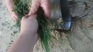 Как почистить казан от сажи  без средств цивилизации