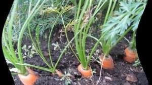Как часто поливать морковь