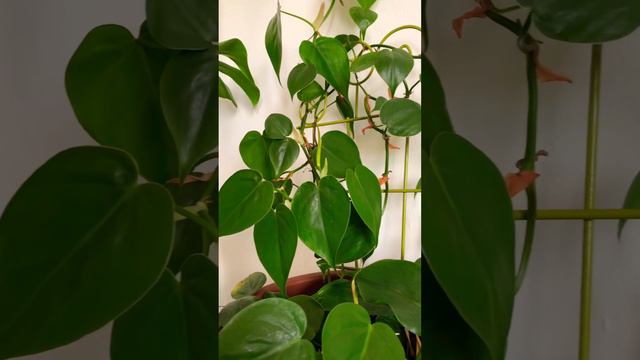 Heart leaf Philodendron