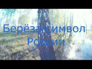 Берёза символ России