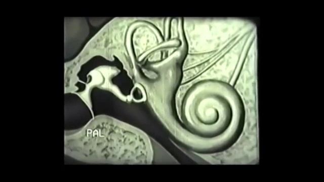 органы слуха и равновесия смотреть онлайн