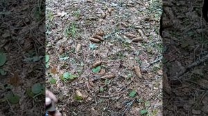 Коп по старине.Урочище.Коп с тх 850.