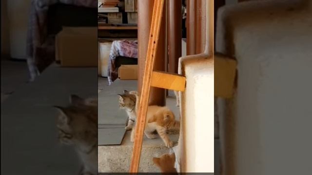 Cat Кошки Котята Коты #Shorts 1283.mp4