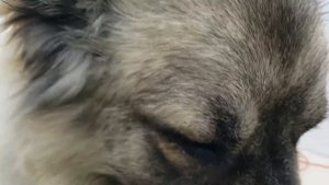 Что за зверь в зеркале Едем в наш салон груминга мыть Кавказскую овчарку Миху