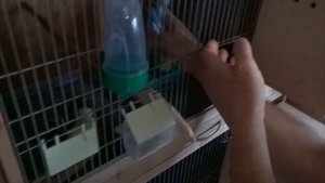 Как разводят выставочных волнистых попугаев.