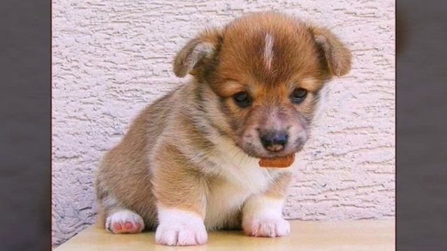 Собаки это супер смотреть онлайн