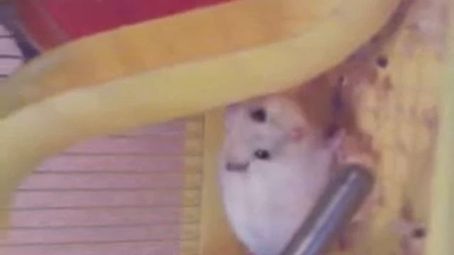 милый хамечок смотреть онлайн