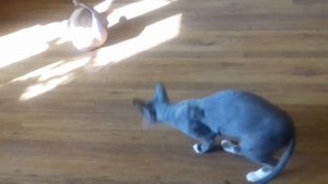 Правильная вязка !Донской сфинкс кот (браш )и лысенькая донской кошечка!