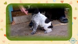 Продаются щенки Дратхаар