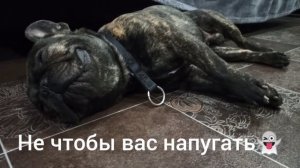 Как храпит французский бульдог