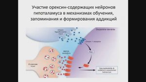 Лекция: Деревцова К.З.