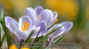 Крокусы: посадка и уход в открытом грунте
