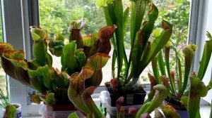 Саррацения. Содержание и уход. Растение хищник-Sarracenia.