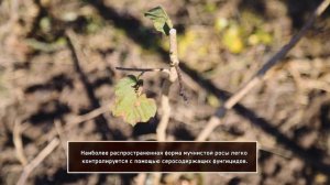Болезни ореха фундука / Hazelnut diseases control