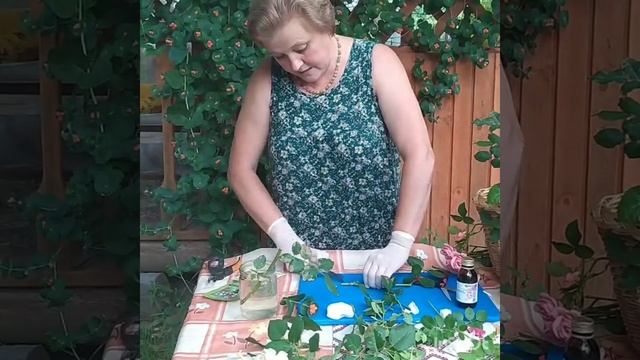 Мастер-класс "Размножение роз черенками" смотреть онлайн