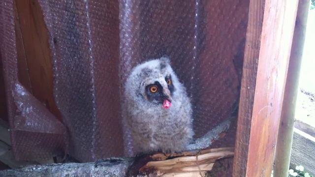 Дети кормят ушастого совёнка. смотреть онлайн