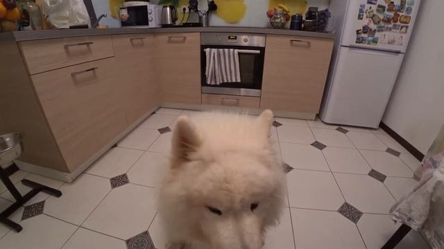 Влог САМОЕДА МИШИ смотреть онлайн