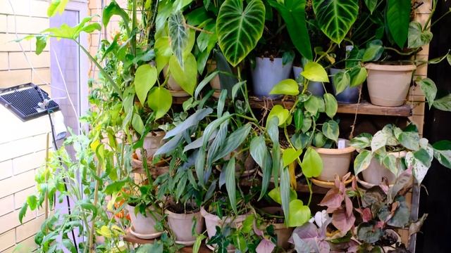 Зимний сад на Новый Год смотреть онлайн