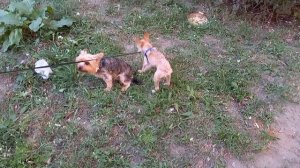 Фея и Макс -настоящий волк 🐺 😀🐕