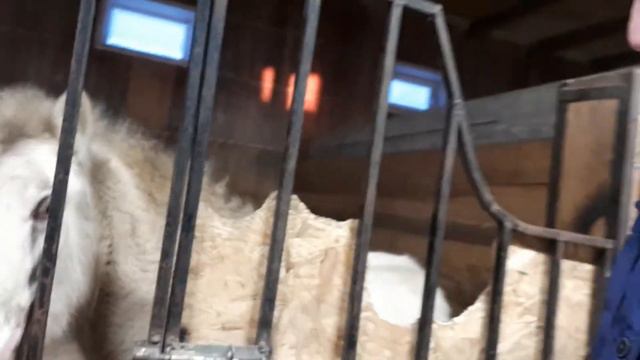 Чита. Детский зоопарк Чита. Кони 2 часть . смотреть онлайн