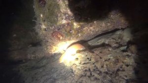 Подводная охота в Сочи   2018г. Горбыль, Кефаль, Налим, Карась.