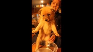 Щенки карело-финской лайки. Karelų-suomių laikos šuniukai. Часть 5.