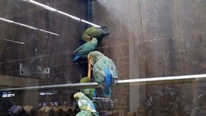 #попугаи#неразлучники жизнь попугаев неразлучников