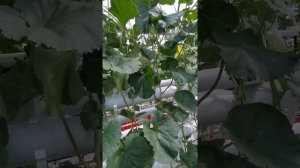 Формировка дыни в защищенном грунте с подвязкой к шпалере. Часть 3.