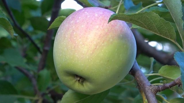 Лучший клон ФУДЖИ / Сорт ФУДЖИОН, устойчивый к парше / Обзор на 4 сентября и 29 октября 2022 года