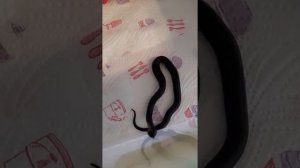 Мексиканская королевская змея нигрита( lampropeltis getula nigrita) .первое кормление  разморозкой.
