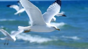 У моря у синего моря