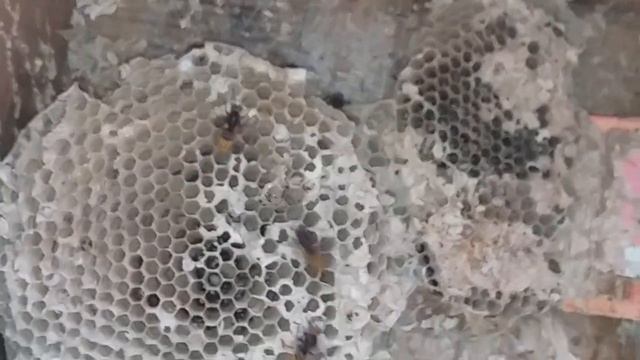 Гнездо Шершней на Балконе.21 НОЯБРЯ 2018 г