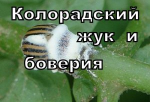 жук и боверия