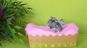 Пять Хомячков прыгают в кроватке!  ★ Five little Monkeys jumping on the bed  ★ Детские песенки