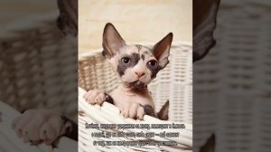 Как купать котенка: с какой частотой и с какого возраста