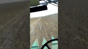 Уборка подсолнечника решета Увр жатка Наш 873