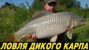 ЛОВЛЯ ДИКОГО КАРПА. В поисках трофейного карпа на дикаре.