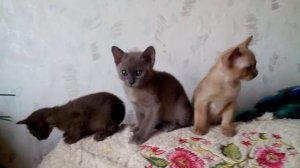 Бурма. Котята разноцветные. Шоколадный, голубой и соболиный.
