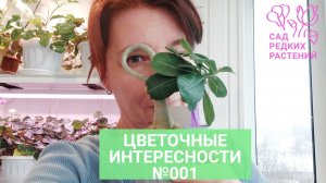 Интересности 001. Альбука, гранаты, хойи, цикламены, адениумы, монстеры. Комнатные цветы и растения