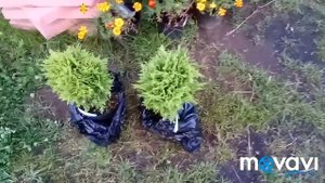 Новая клумба. Новые посадки. Туи Даники. Бархатцы тонколистные.