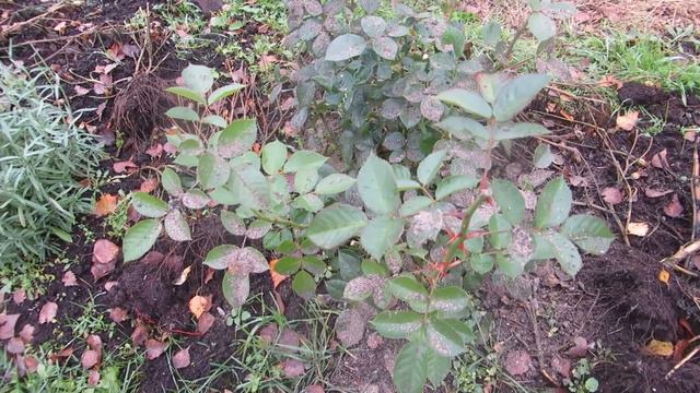 Дача - 2020 г. Конец октября - последний урожай и закрытие сезона. смотреть онлайн