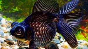 Телескоп-исключительно домашняя,аквариумная рыба...