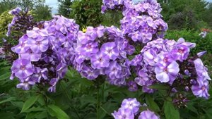 Флокс АНАСТАСИЯ | обзор, описание, цветение, отзыв.