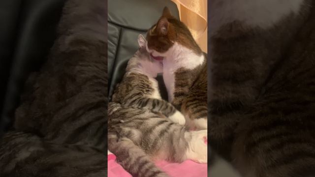 Самое милое видео в мире смотреть онлайн