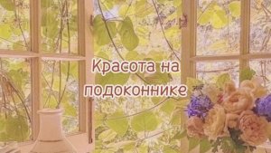 КРАСОТА НА ПОДОКОННИКЕ / о комнатных цветах